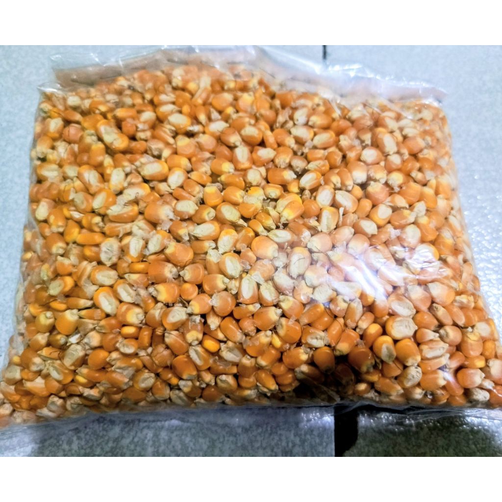 PAKAN TERNAK JAGUNG BULAT/ JAGUNG PIPIL 1KG
