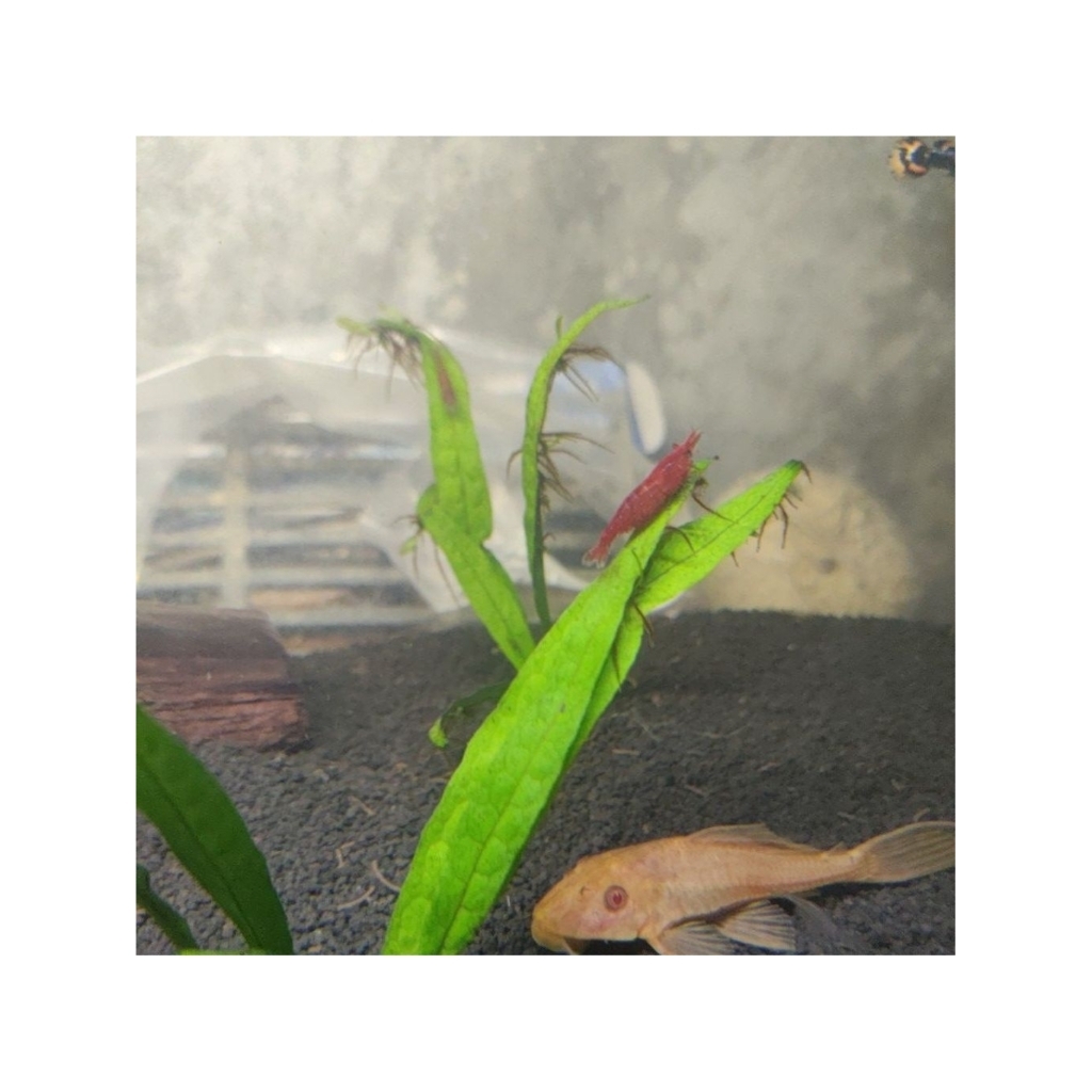 Udang hias red cherry