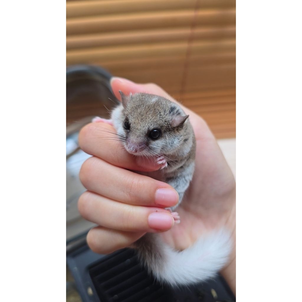 African Pygmy Dormice