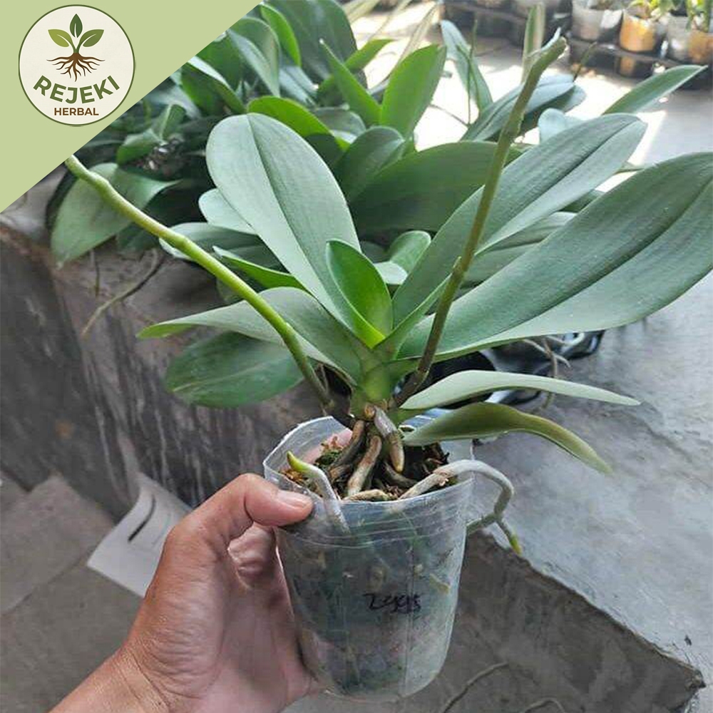 PROMO Anggrek Bulan Dewasa Dan Mini Siap Berbunga