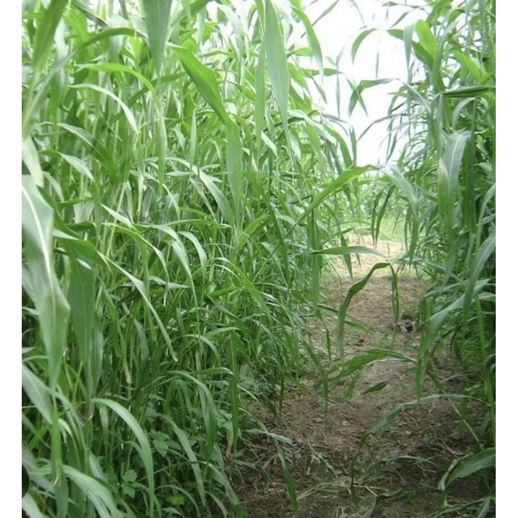 BIJI BENIH SORGUM MANIS SUPER UNTUK PAKAN TERNAK BERNUTRISI