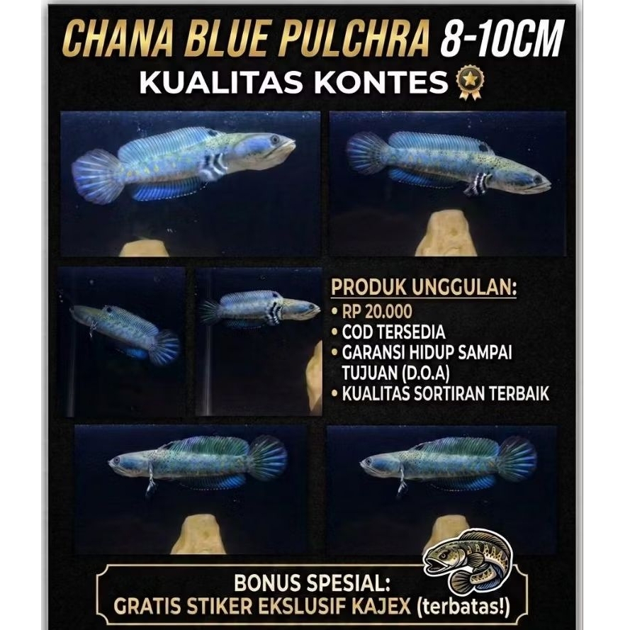 blue pulchra biru pilihan yellow spot dan dot mantep"
