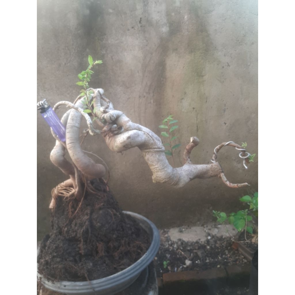 Bonsai Bahan Ulmus Micro Update Expresionis Real Pict