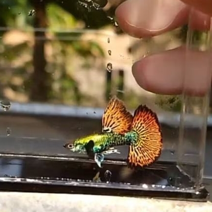 Guppy Platinum Red Dragon Halfmoon | Grade A+ | Hiasan Akuarium