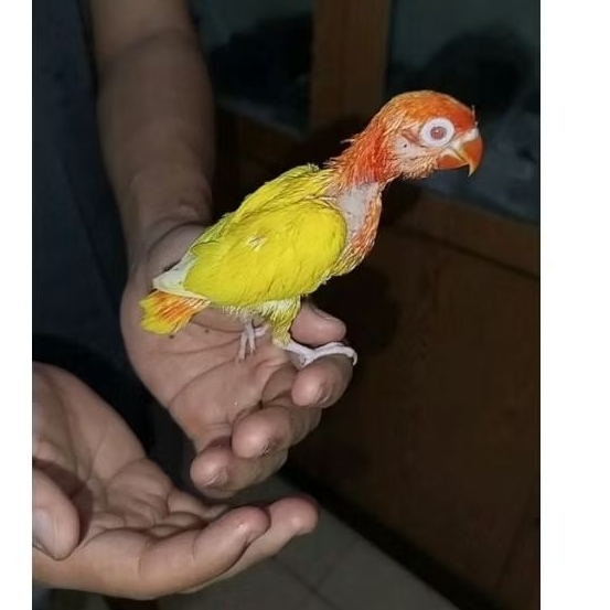 lovebird biola lutino mata merah