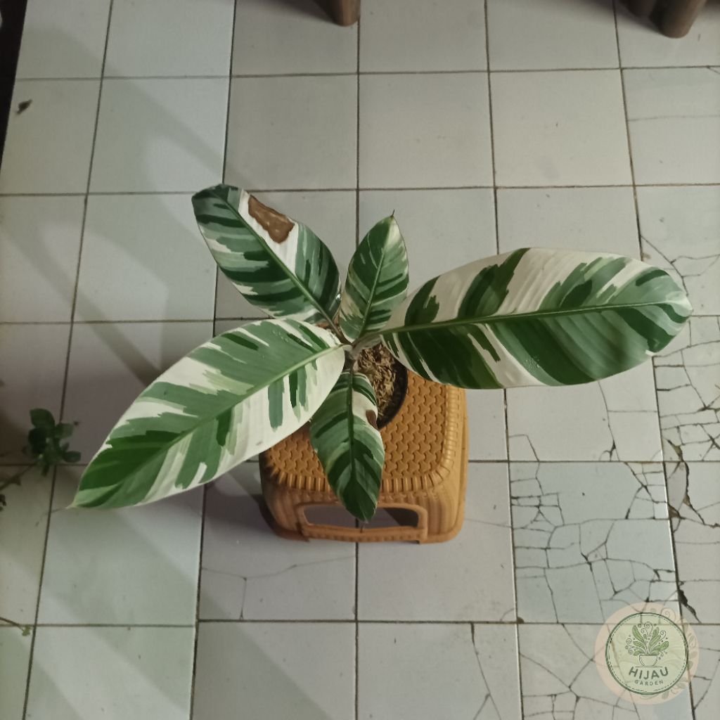 Tanaman Hias Koleksi Pisang Varigata — Tanaman Hias pisang Varigata