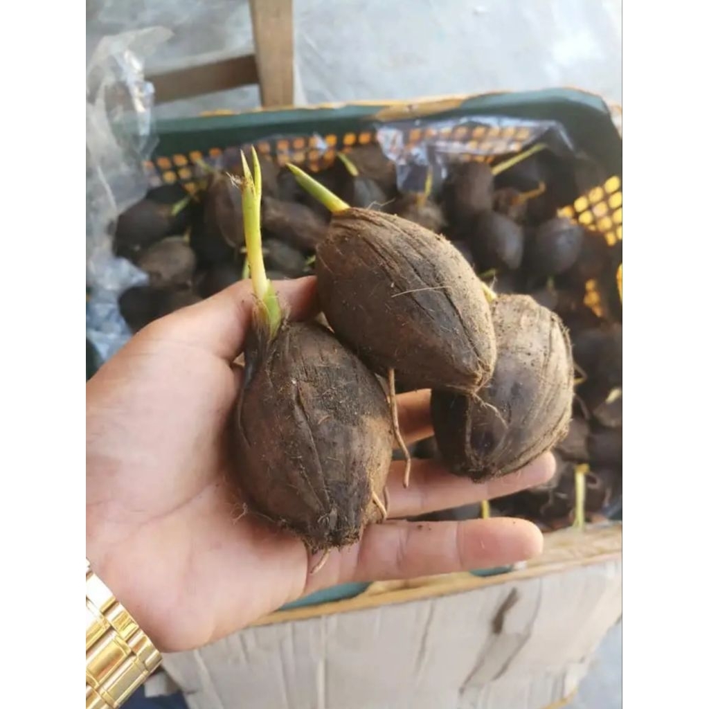 bibit kecambah pinang Batara unggul paket 70 biji