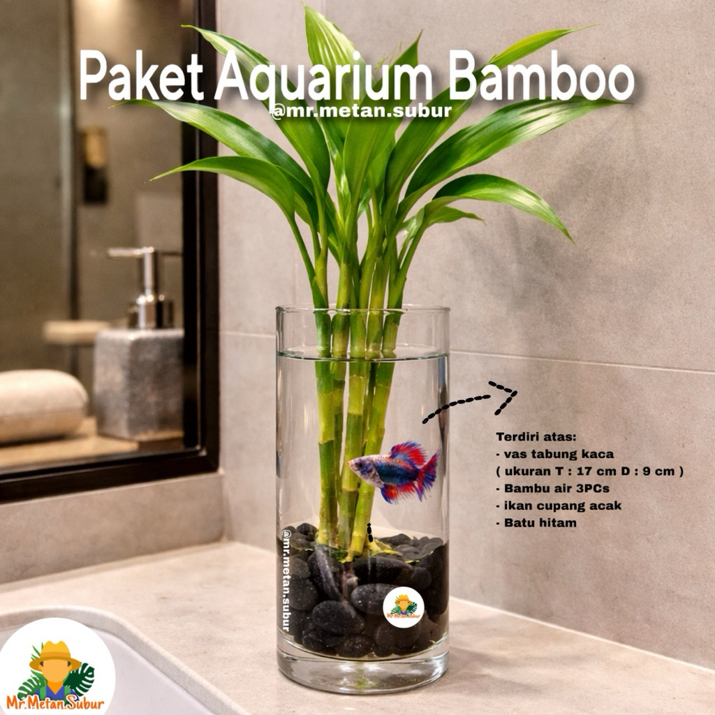 Paket Lucky Bamboo Vas Kaca + Ikan Cupang – Dekorasi Natural Minimalis