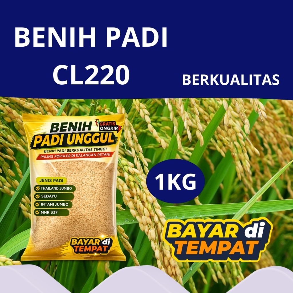 BENIH PADI CL220 KEMASAN 1KG