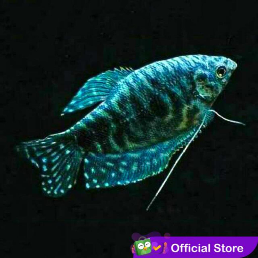 ikan hias sepat biru rosby