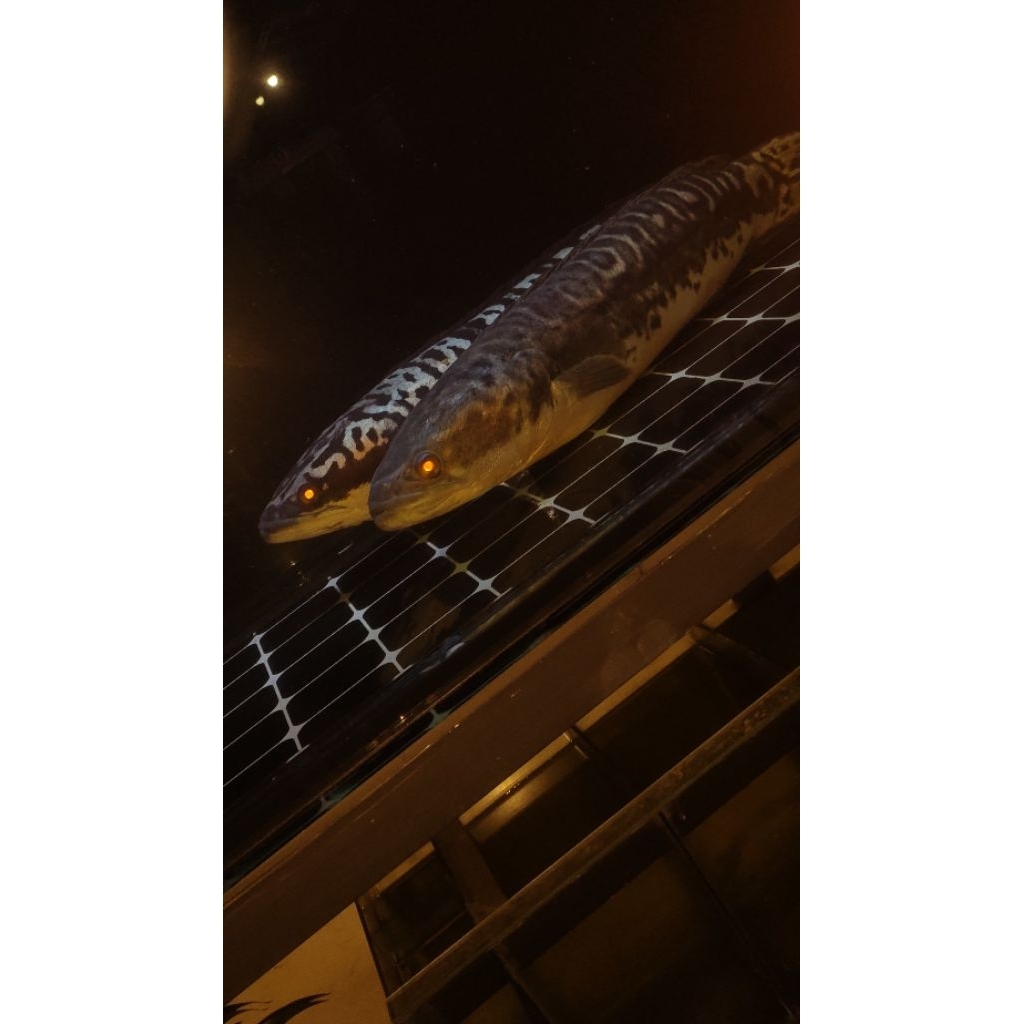 ikan toman jumbo size 70cm up sepasang jantan betina