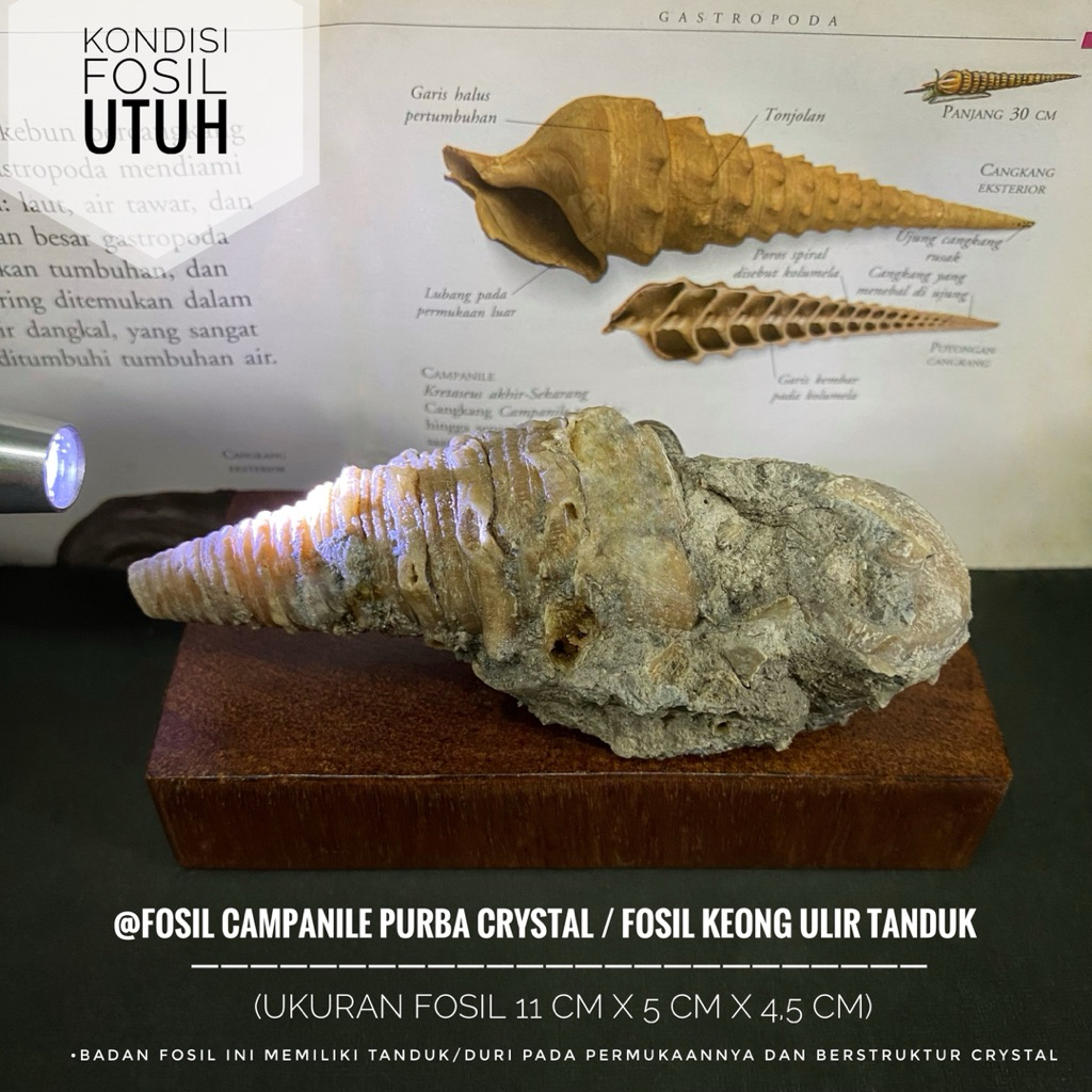 Fosil Campanile Purba Crystal A30 atau Fosil Keong Tanduk Kristal atau Fossil Turritella atau Fosil 