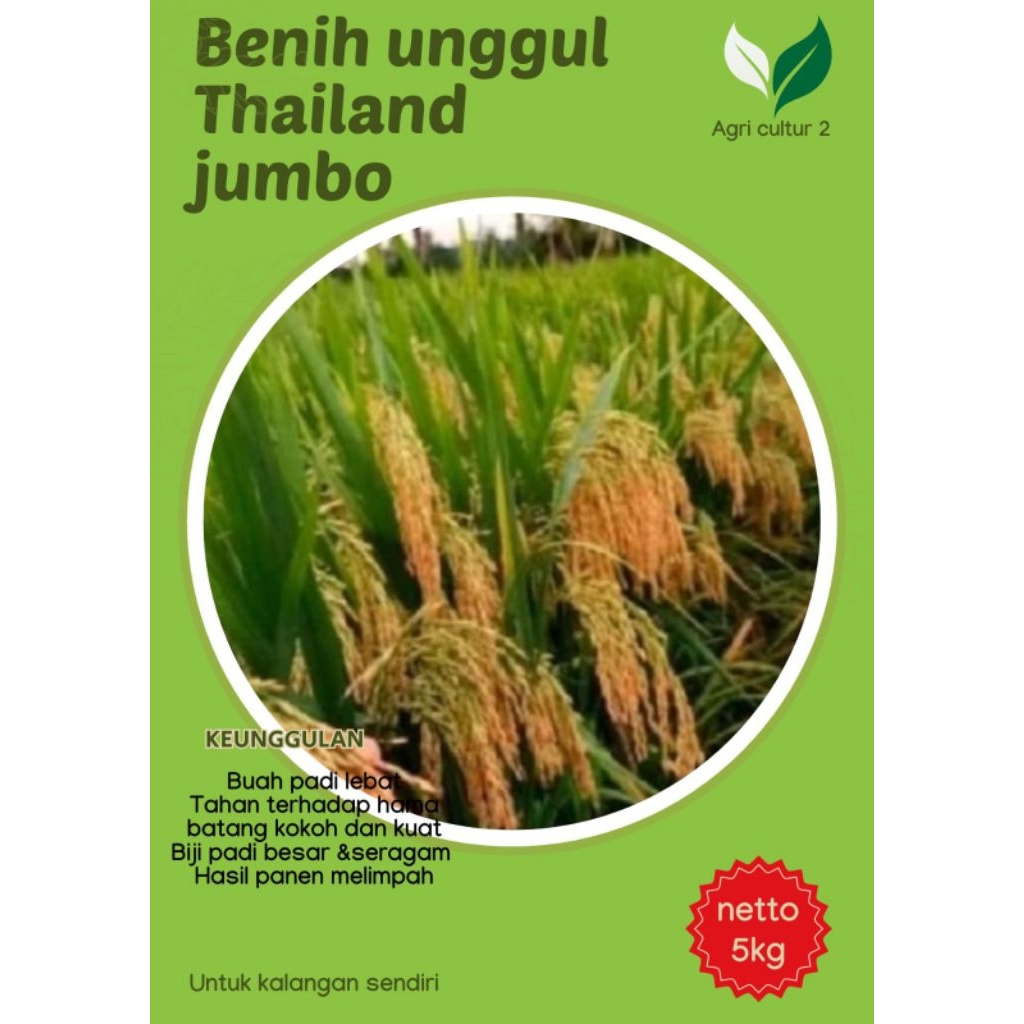 Benih padi  Varietas Thailand jumbo