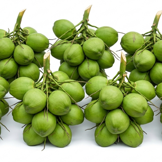 Bibit Kelapa Kopyor asli genjah