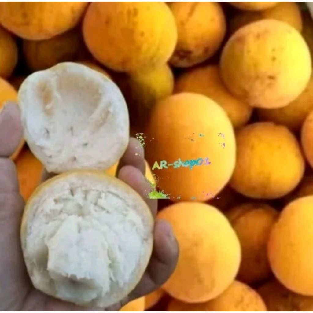 buah kecapi segar fress | buah kecapi murah per 1kg