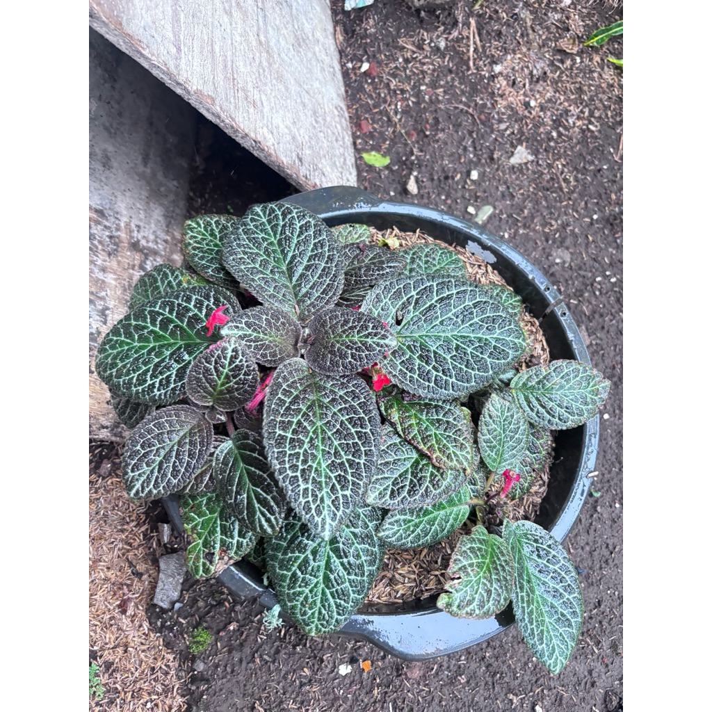 bunga Episcia beludru hitam