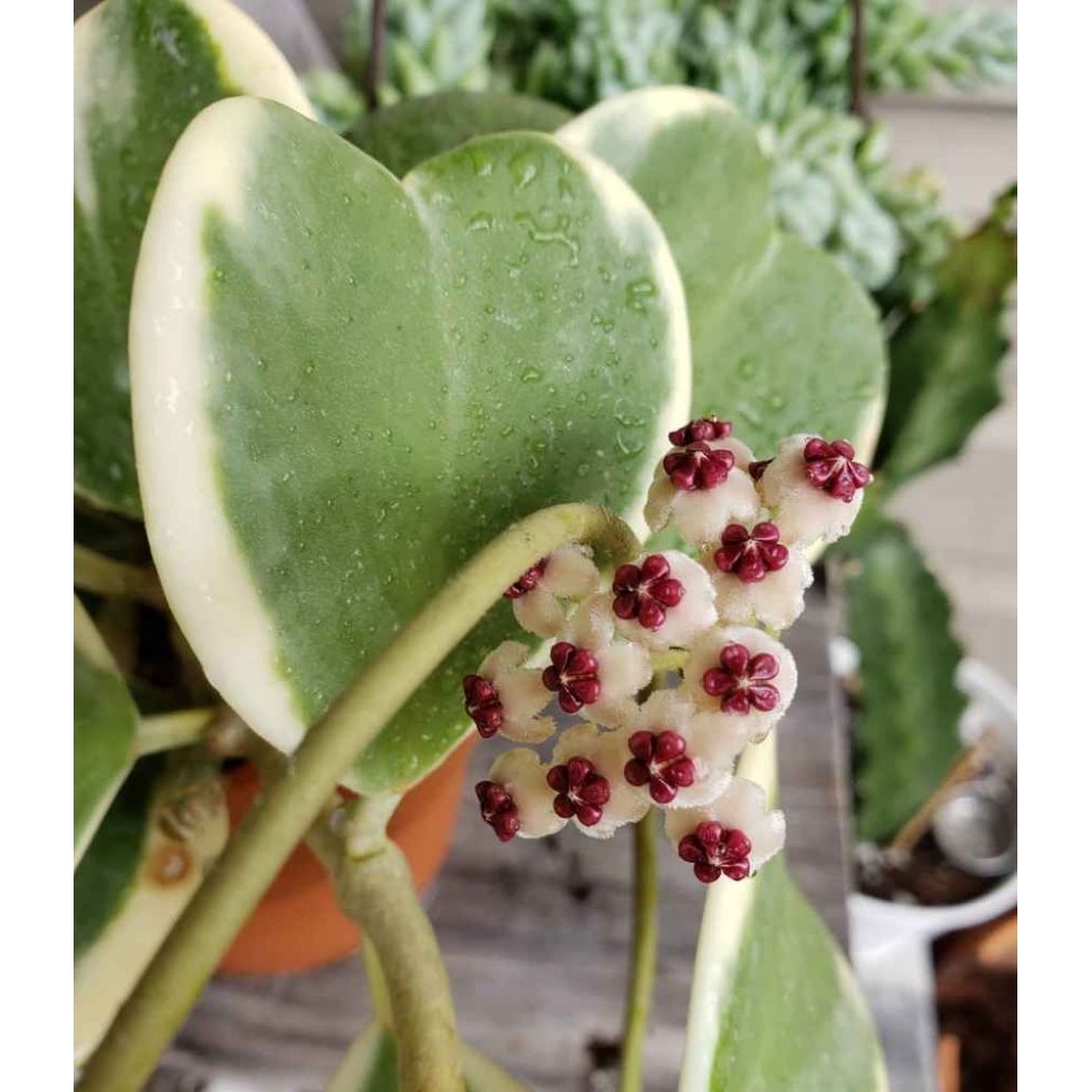 Tanaman Hias Love Hoya Variegata (Hoya kerrii variegata) 