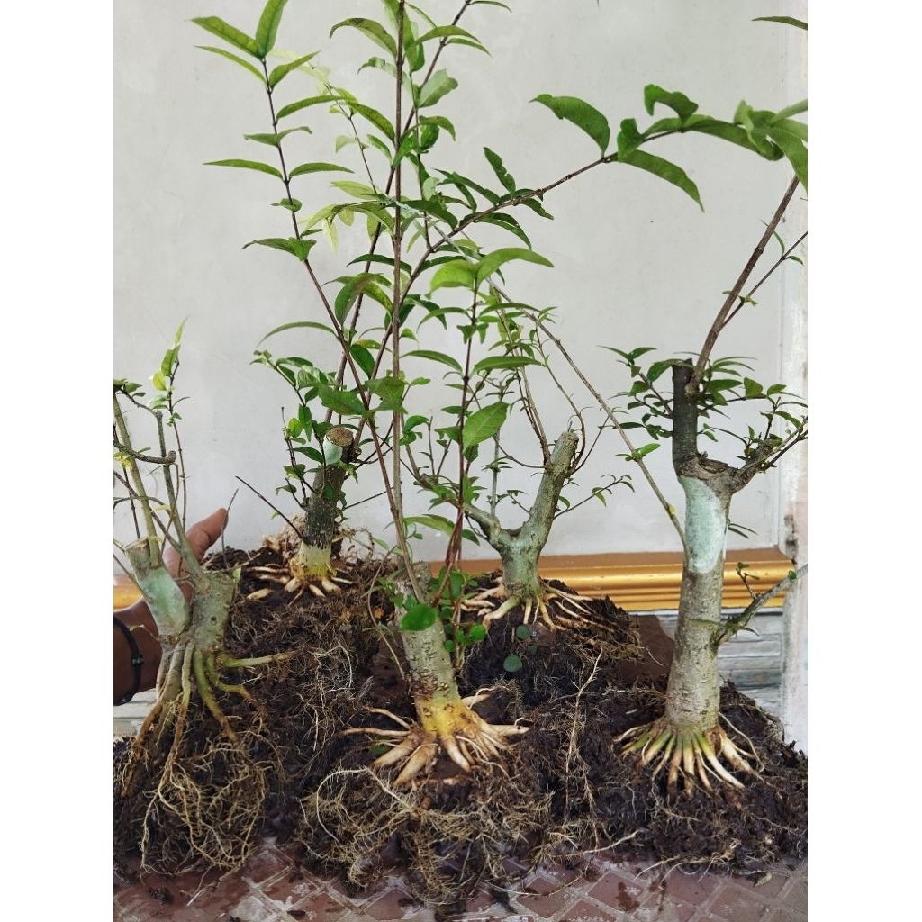 Bonsai anting putri siap program akar