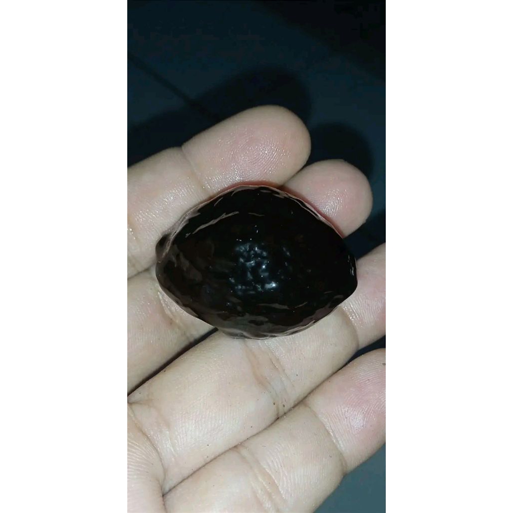 Muncang Adu anak pait ORI dengan Tekstur Keras pasangan mewah