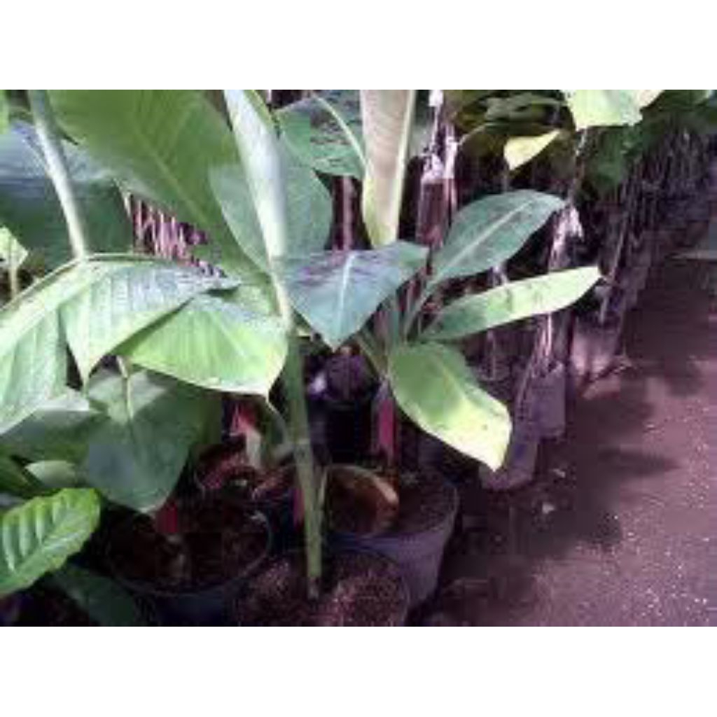 bibit pisang tanduk madu