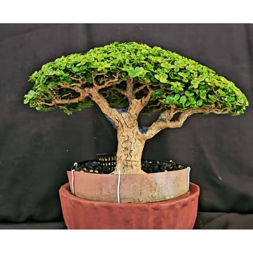 Sancang mame prokar ,batang besar