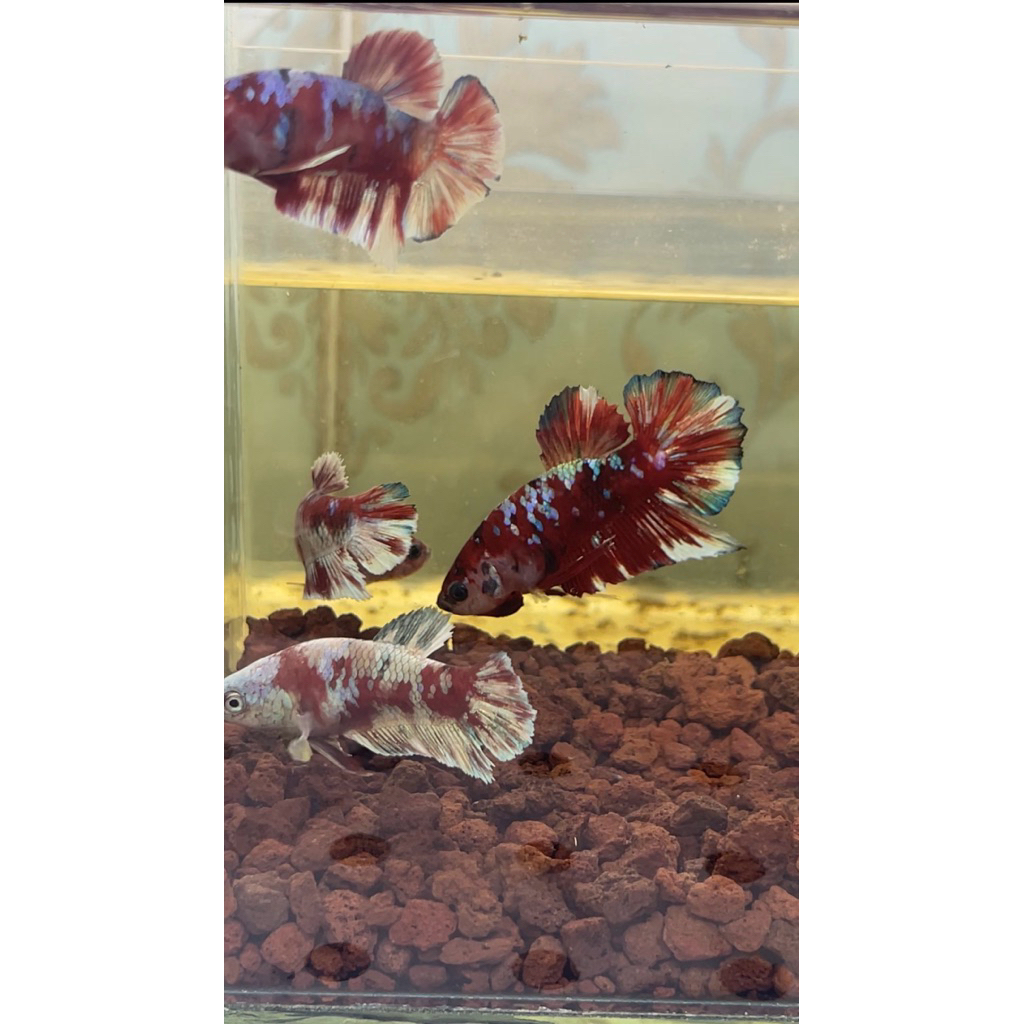 Langsung 2 Pair red Barongsai