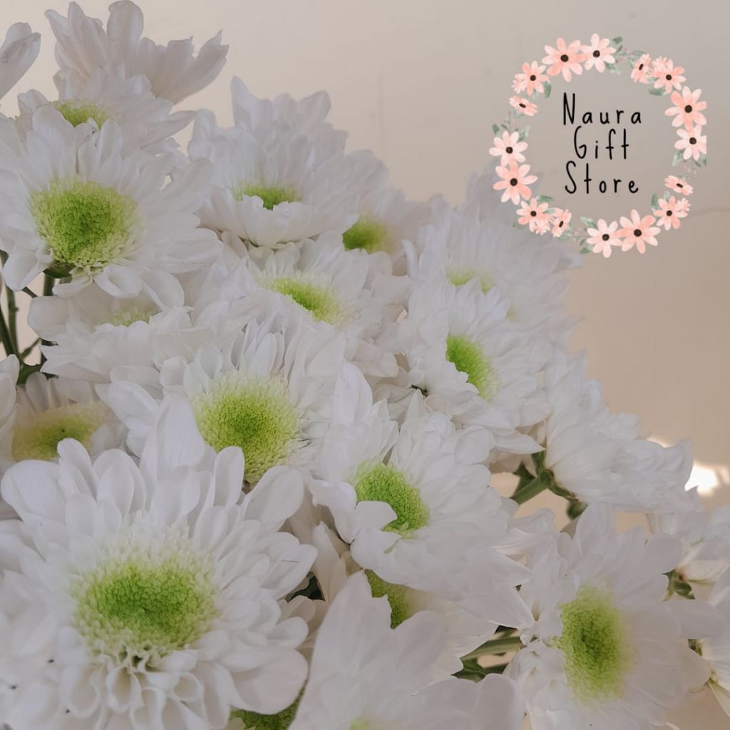 Bunga aster segar untuk vas bunga dekorasi buket