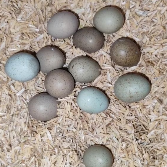 TELUR PUYUH BATU FERTIL/TETAS, FRESH