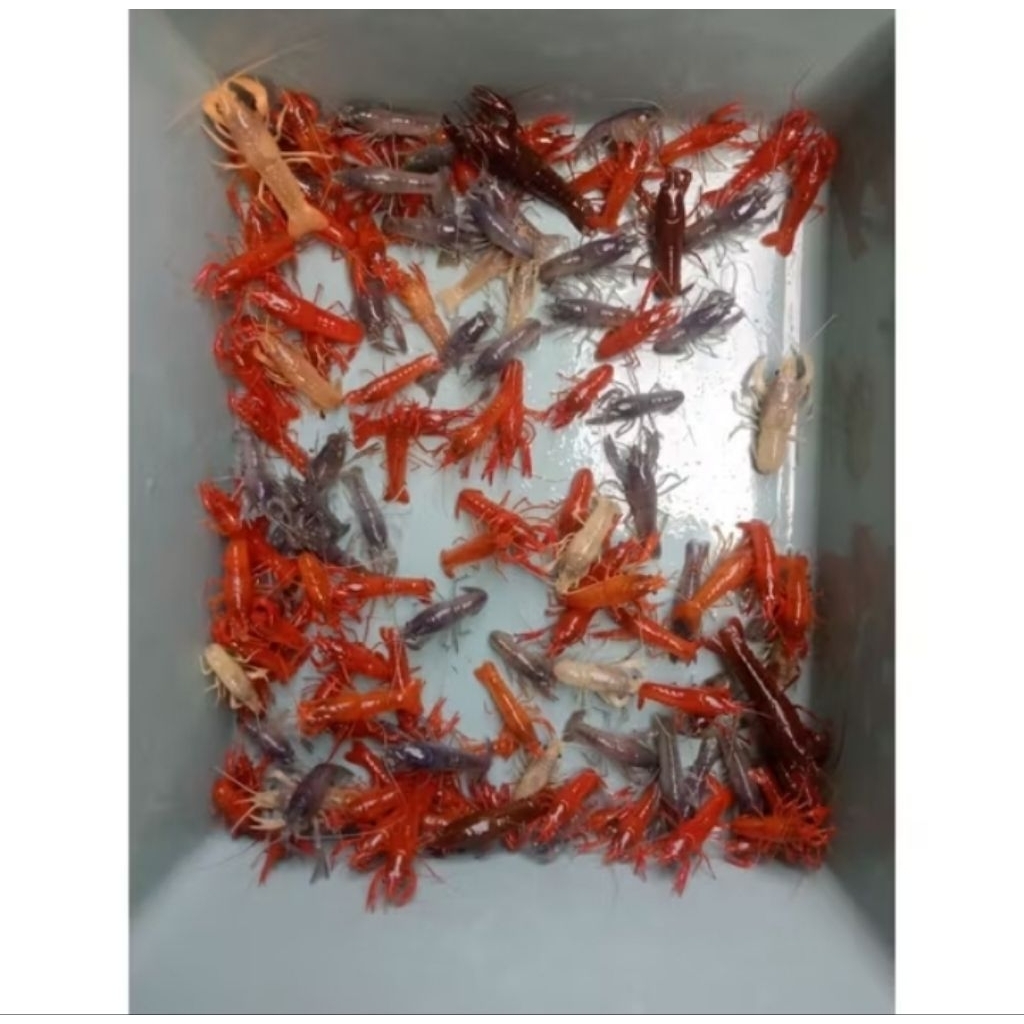 udang lobster air tawar