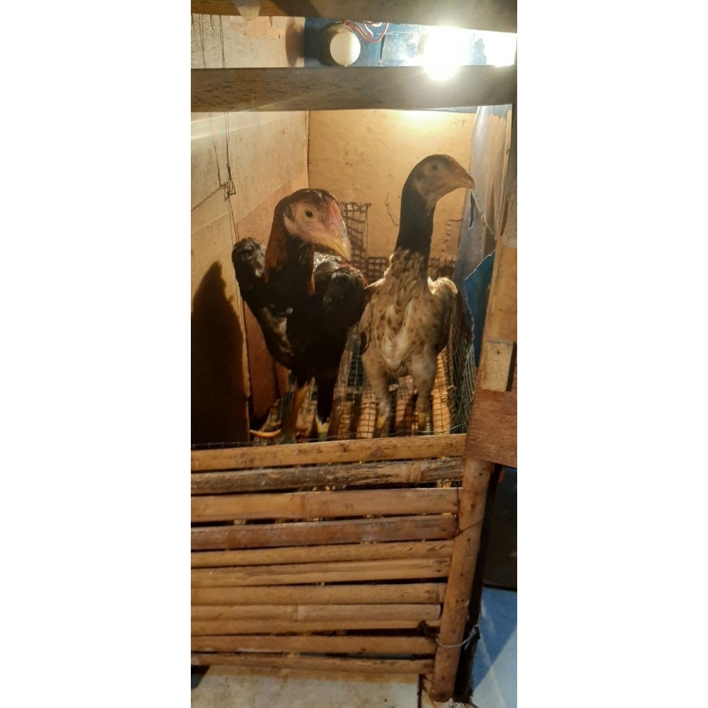 O SHAMO JEPANG LINE BUTCIBAN HARGA PER PASANG DAN JANTAN SAJA