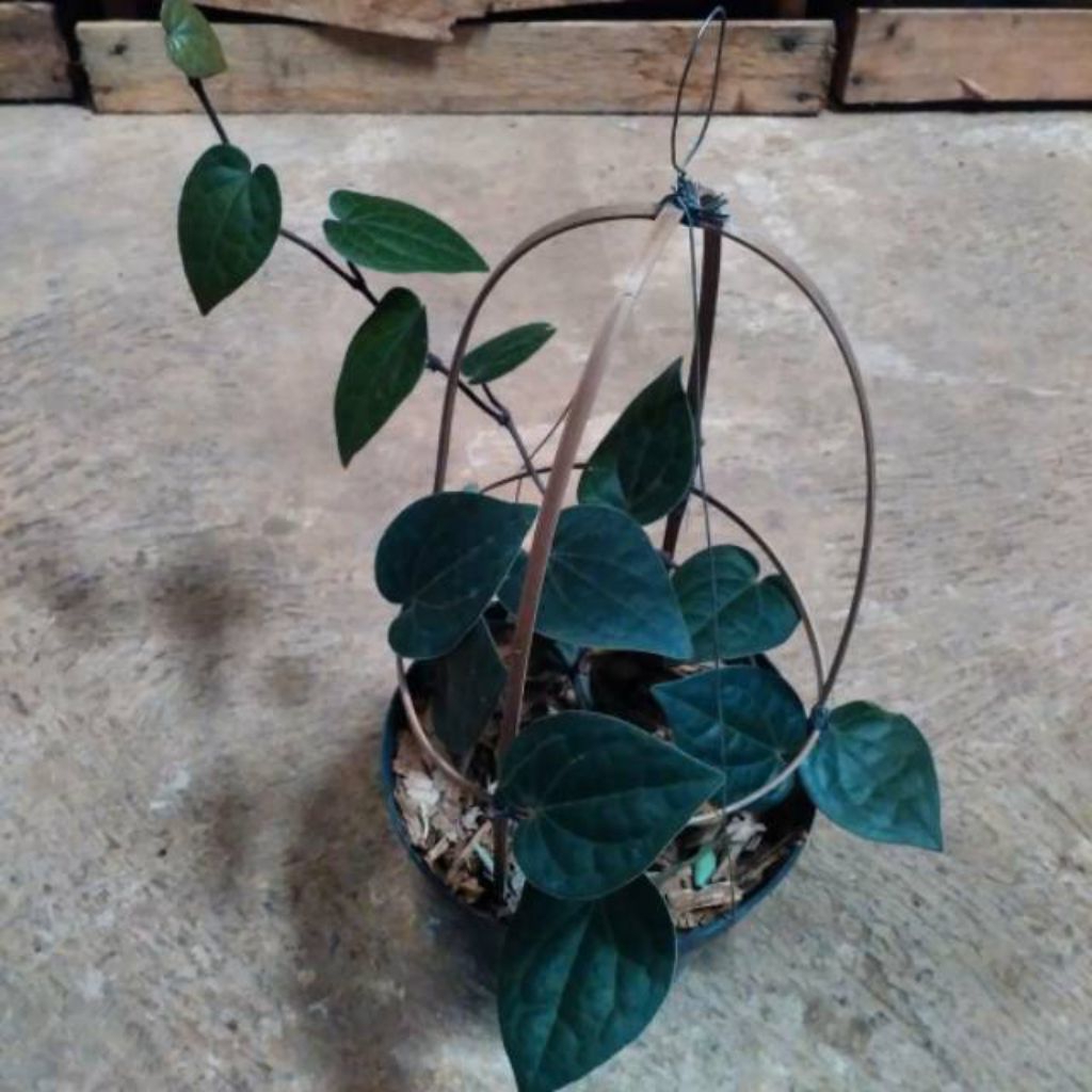 Bibit sirih hitam asli hutan