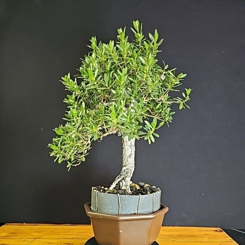 Bonsai Santigi Karang Mame Style Chokan - Bonsai Santigi Karakter Tua Rimbun