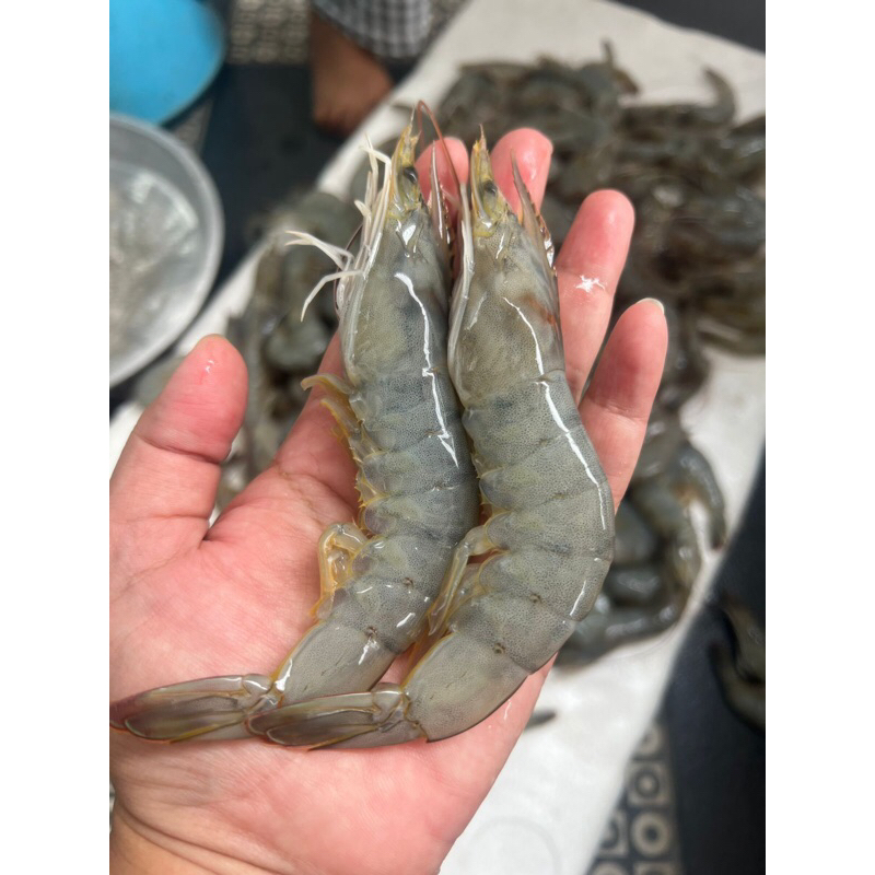 Udang Vanamei Lampung size 30/40 1 Kg