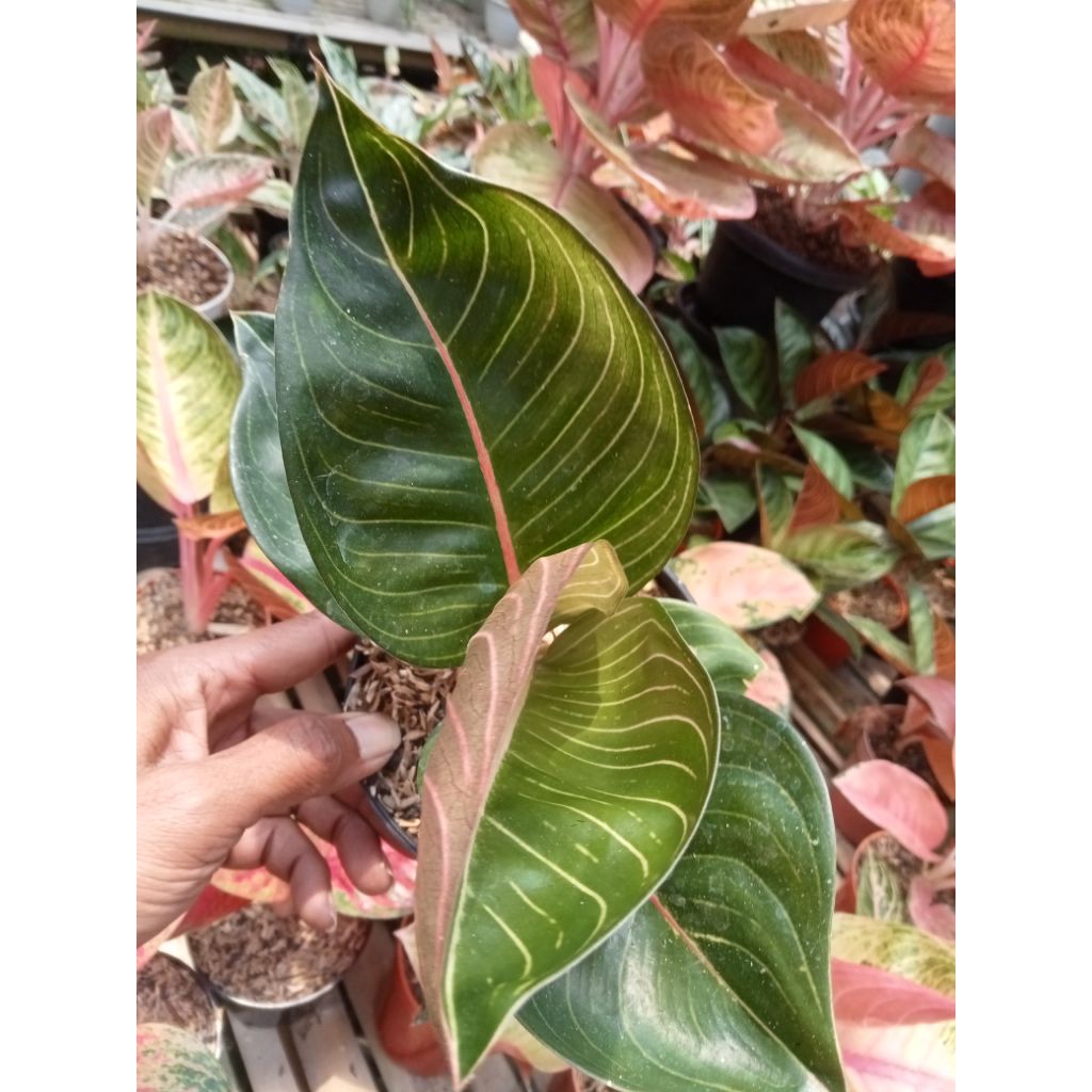 Aglaonema Black Moonlight