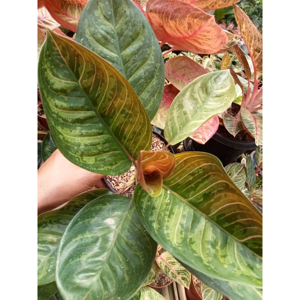 Aglaonema Black Krisna