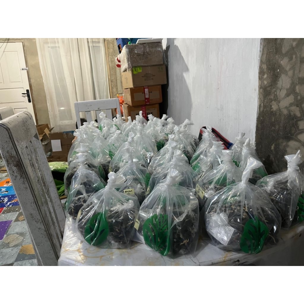 KECAMBAH KELAPA SAWIT DARI VARIETAS TN1