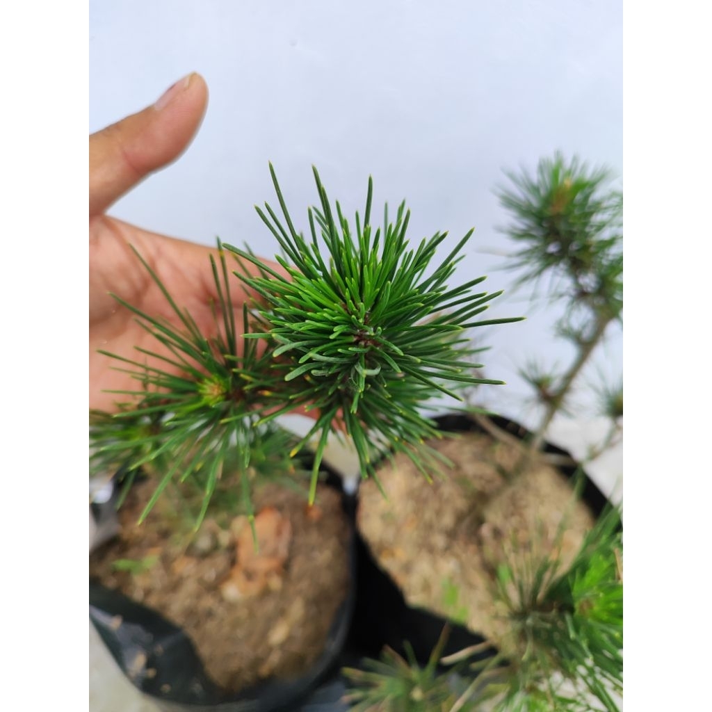Japanese Black Pine Mikawa 25-30cm/ Pinus Thunbergii/ Pinus Jepang