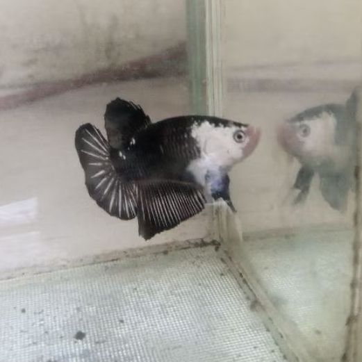 cupang hias black mamba size M