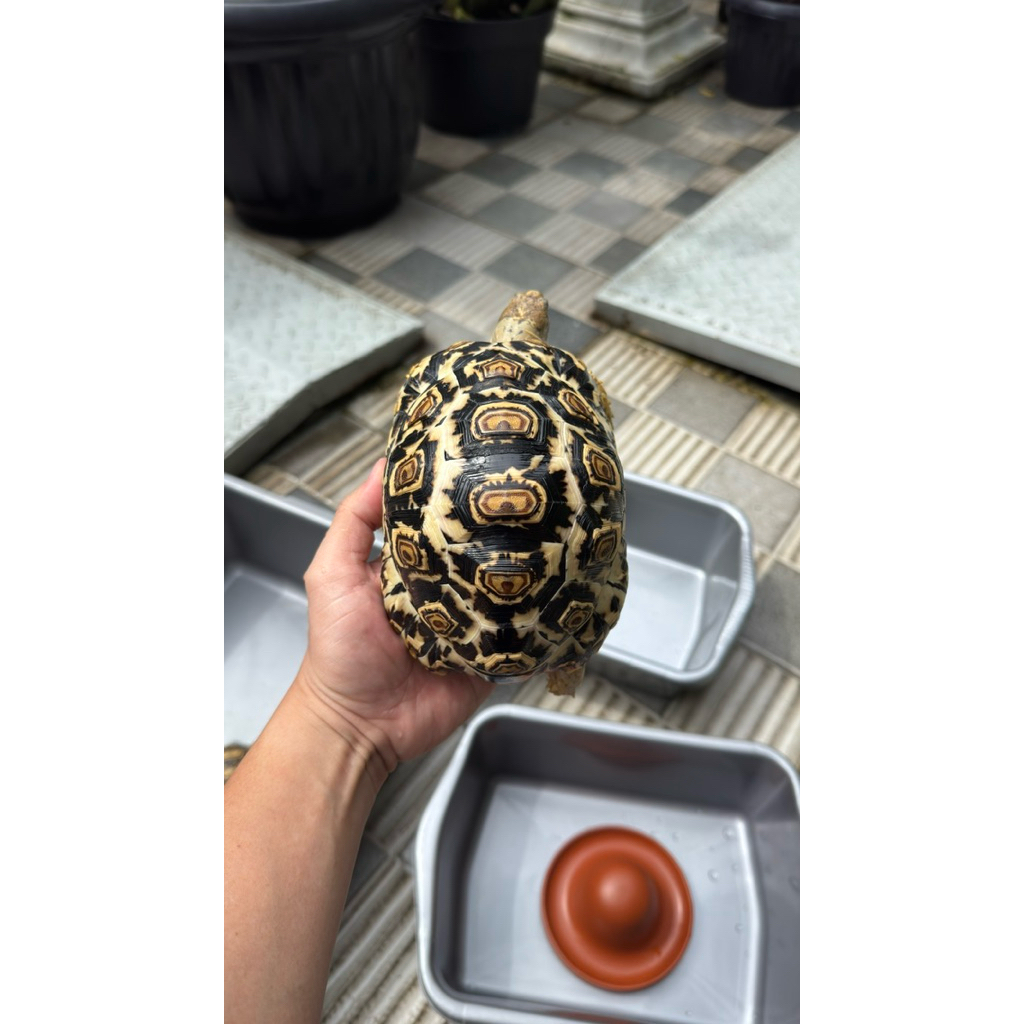 Leopard Pardalis High White / Snow