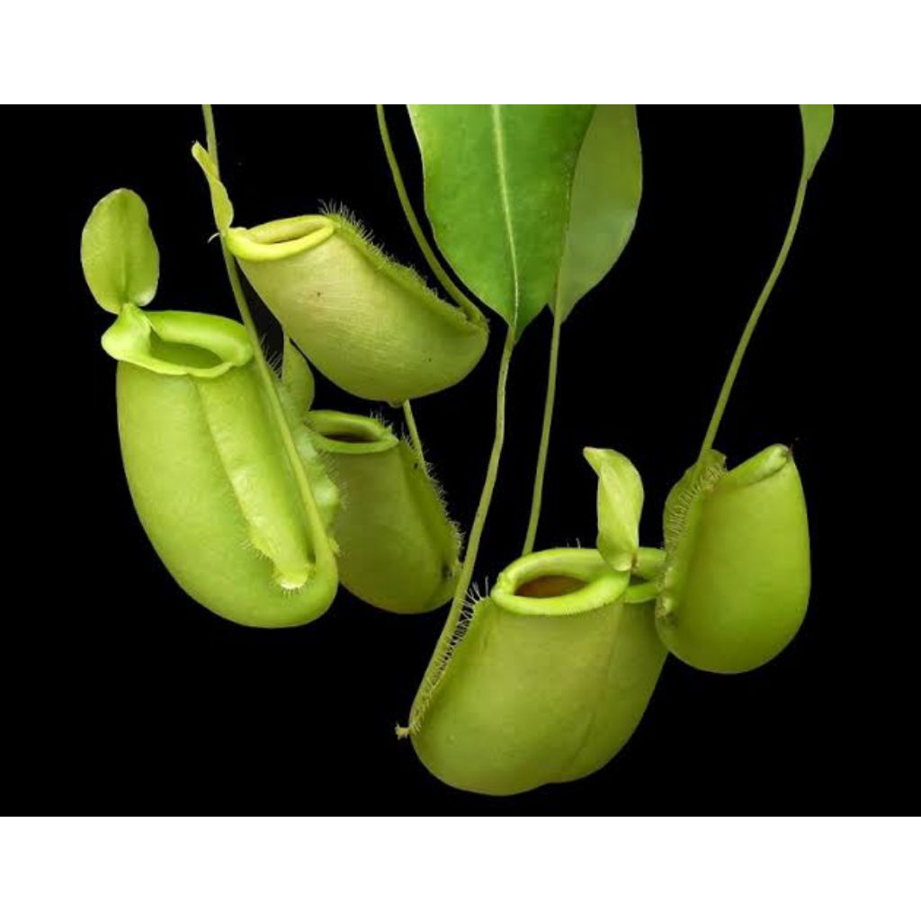 Nepenthes ampullaria