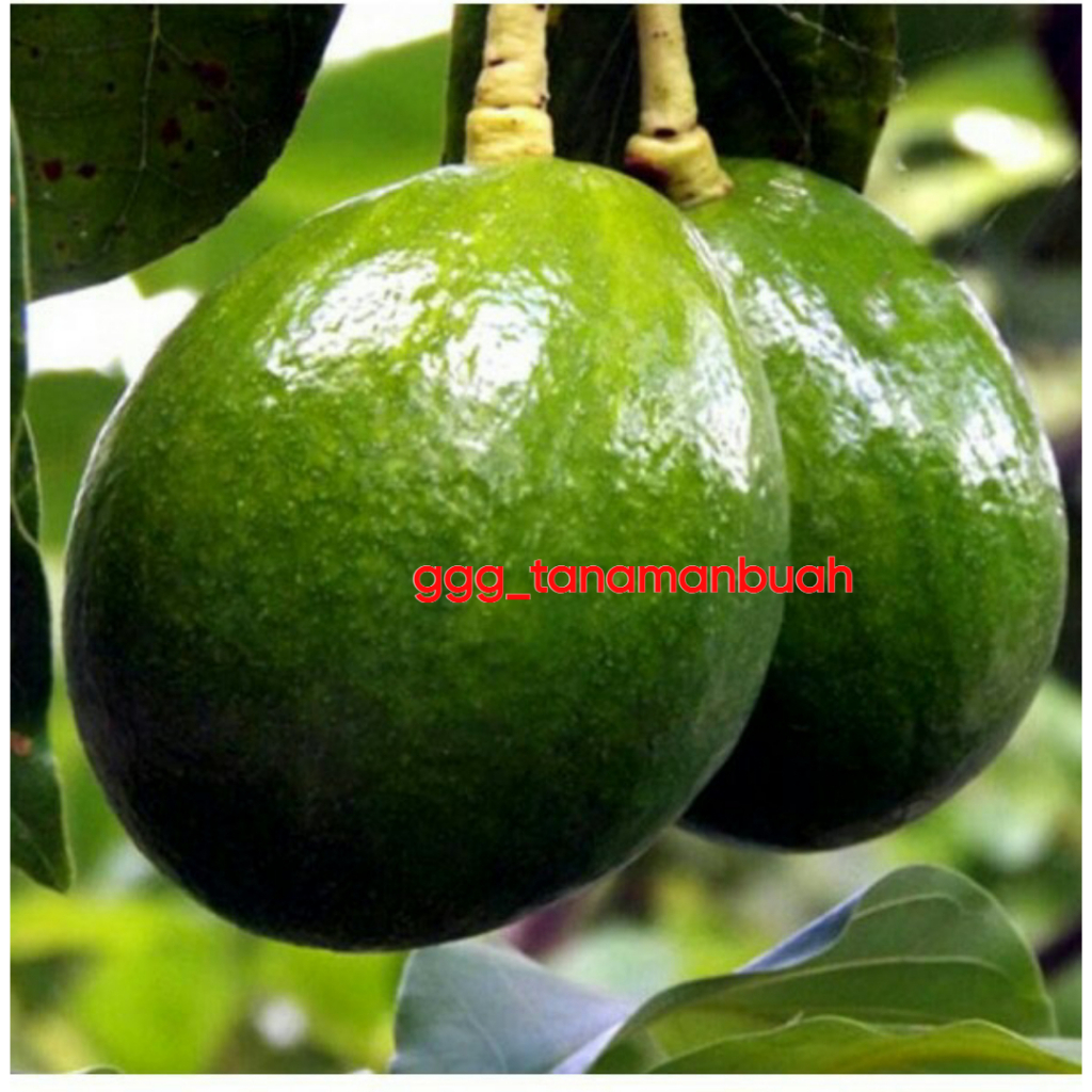 Bibit Alpukat Markus Sudah Berbunga Spesial