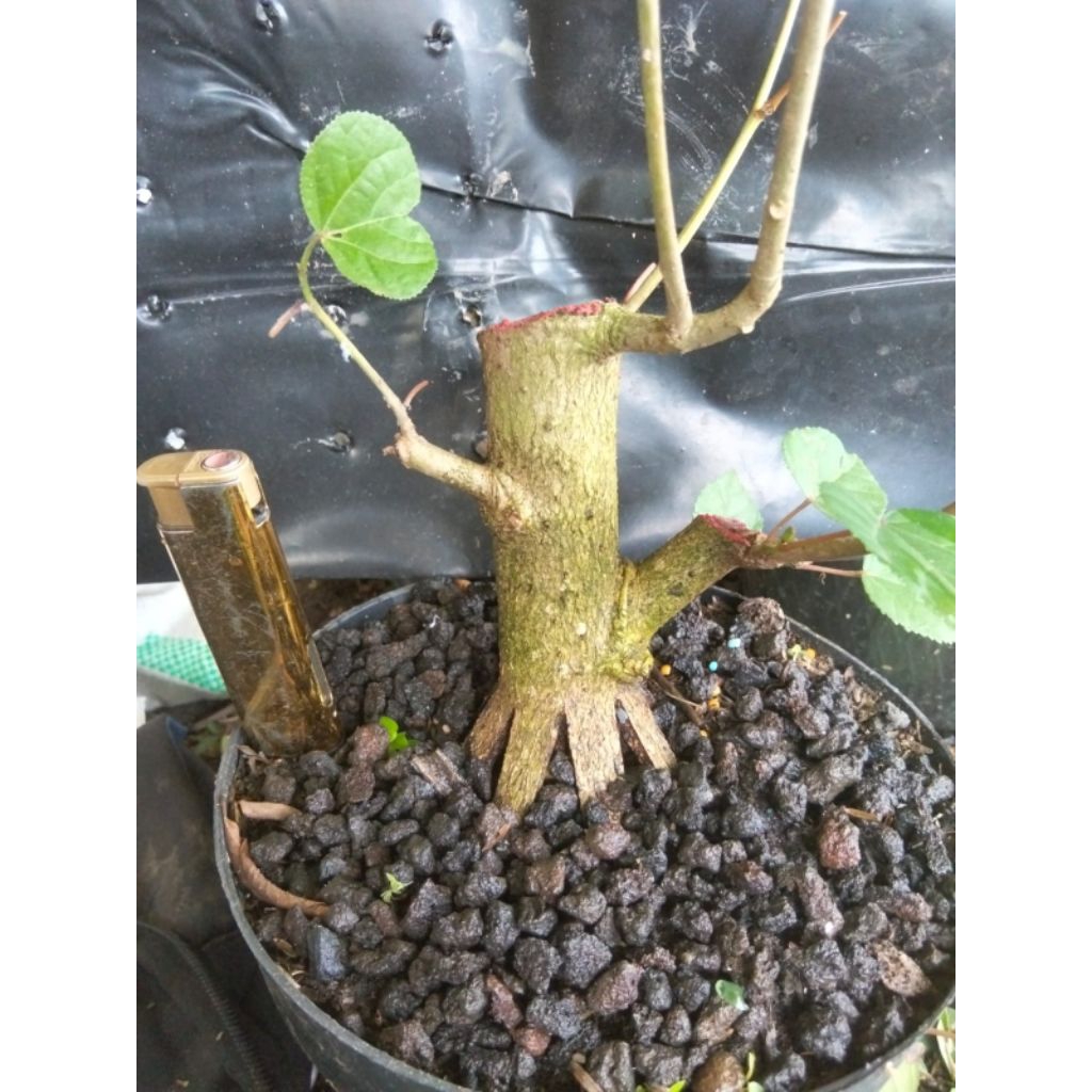 Bonsai Waru India prokar Berkarakter bogel bahan Prospek