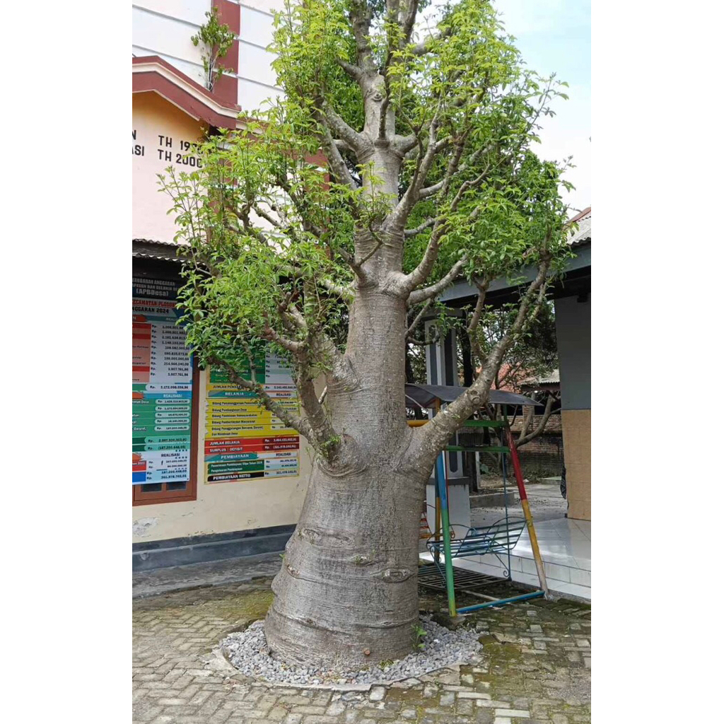 Tanaman Kaki Gajah Bibit Baobab