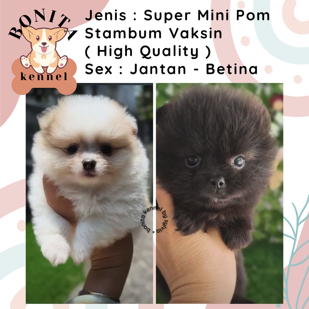 Super Mini Pom Stambum Minipom Mini Pomeranian Jantan Betina