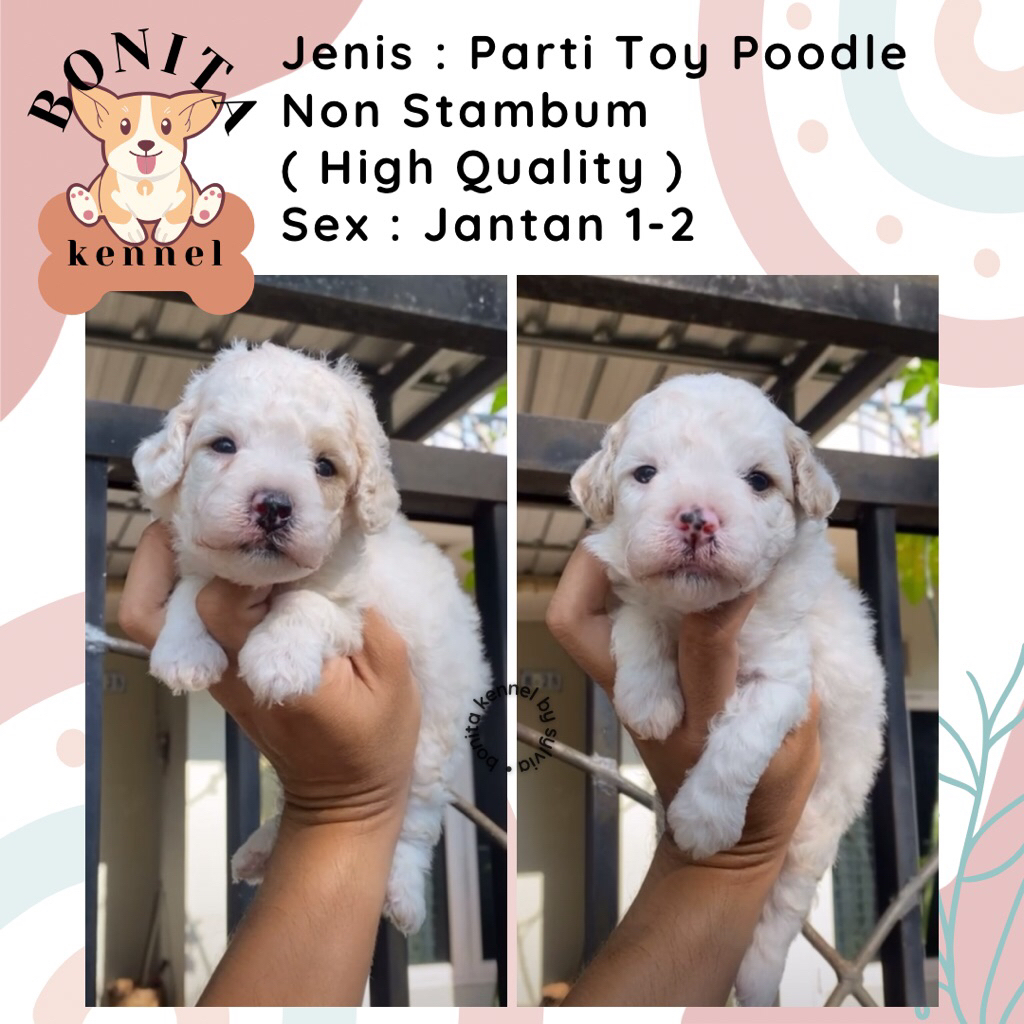 White Parti Toy Poodle Non Stambum Fawn Anak Anjing Poodle Toy Tiny Jantan Betina