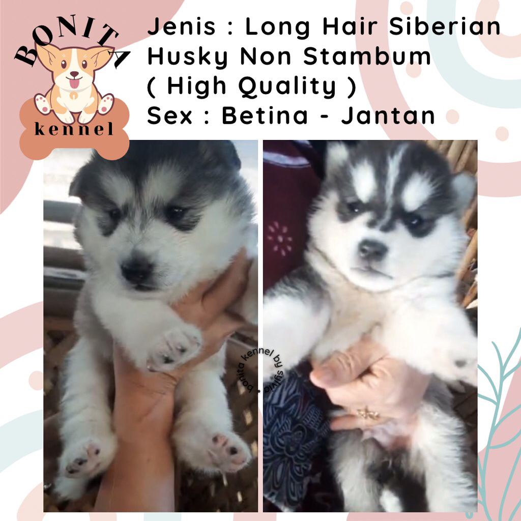 Long Hair Siberian Husky Non Stambum Jantan Betina Anak Anjing Husky