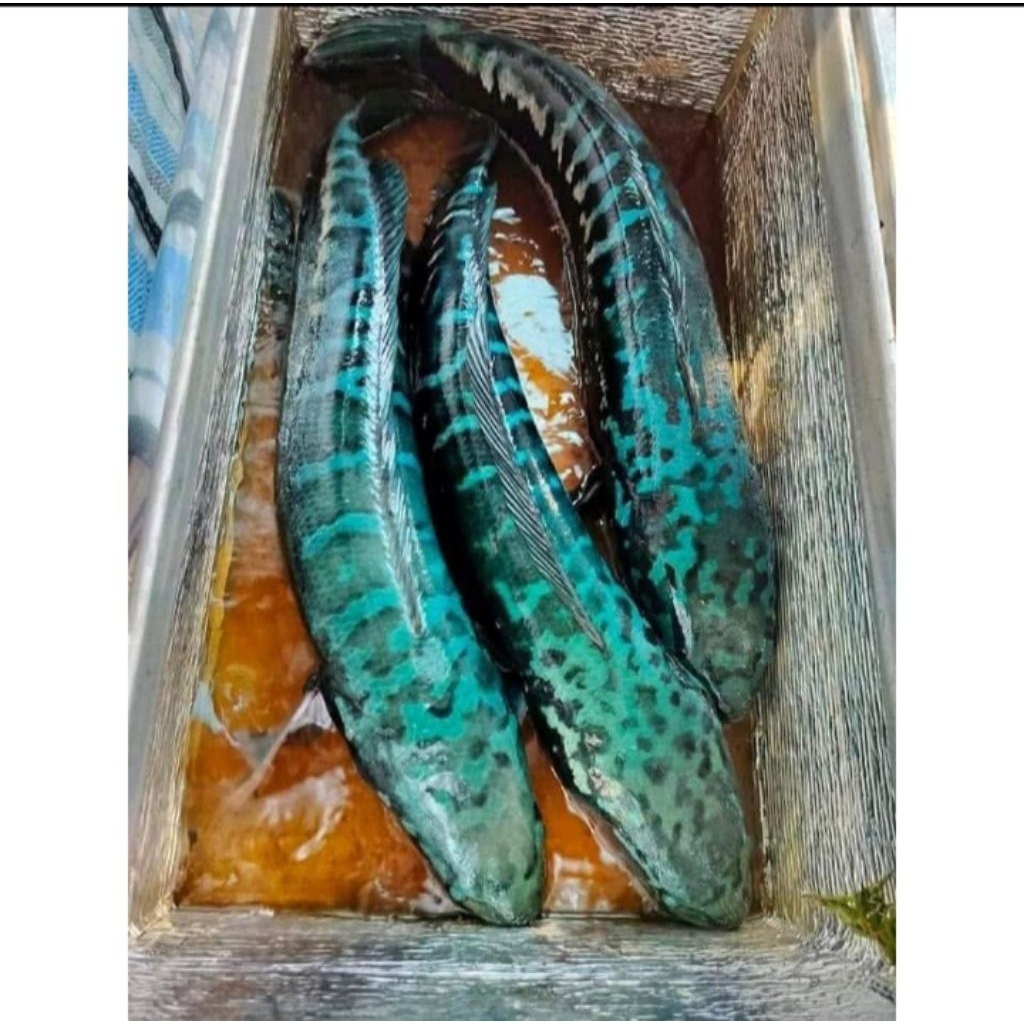 Hiasan aquarium Toman size 13-17cm Toman biru