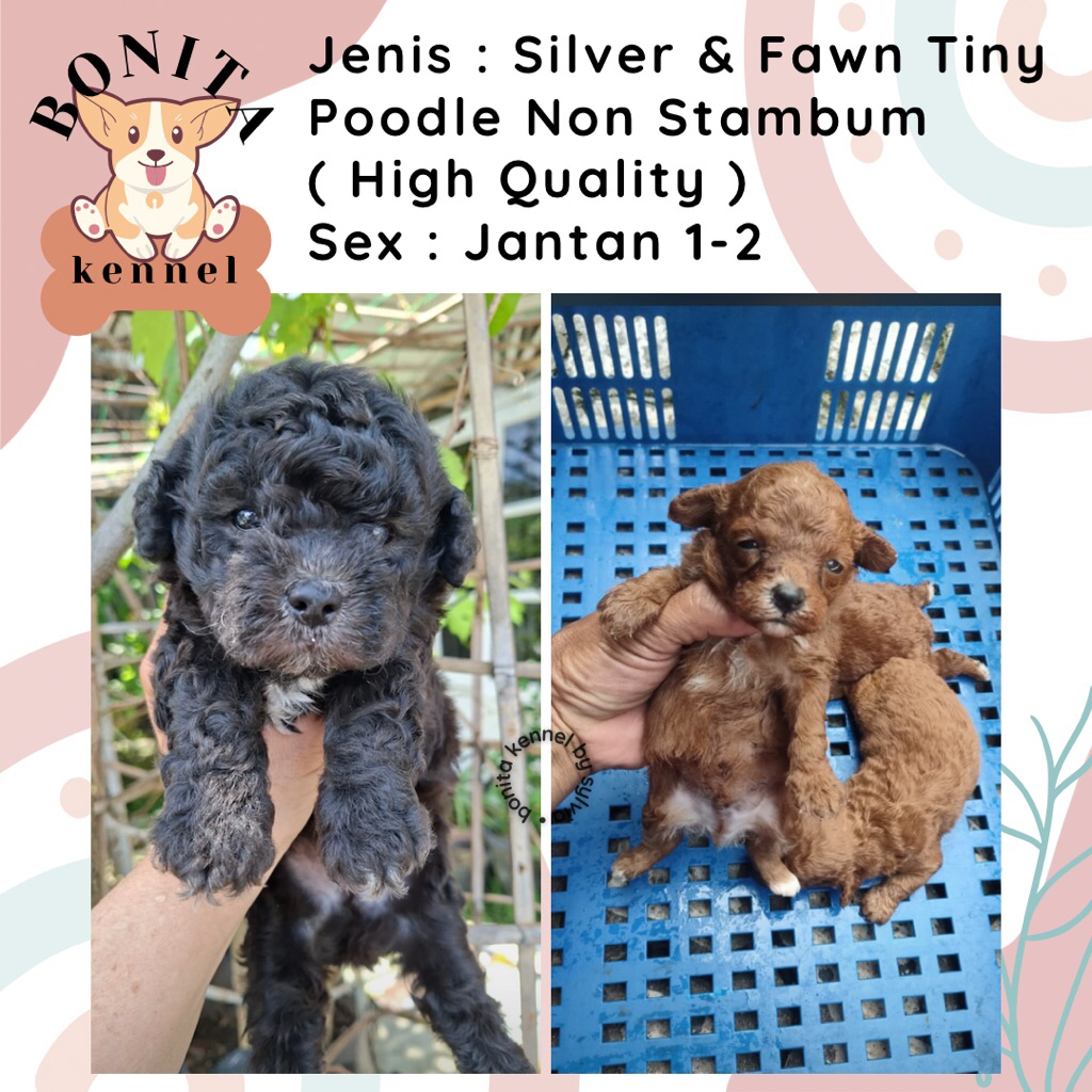 Silver Fawn Toy Poodle Non Stambum Jantan Betina Anakan Anjing Poodle Putihh