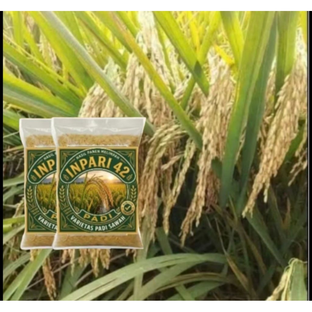 BENIH BIBIT PADI INPARI 42 YANG BERKUALIATAS ORIGINAL