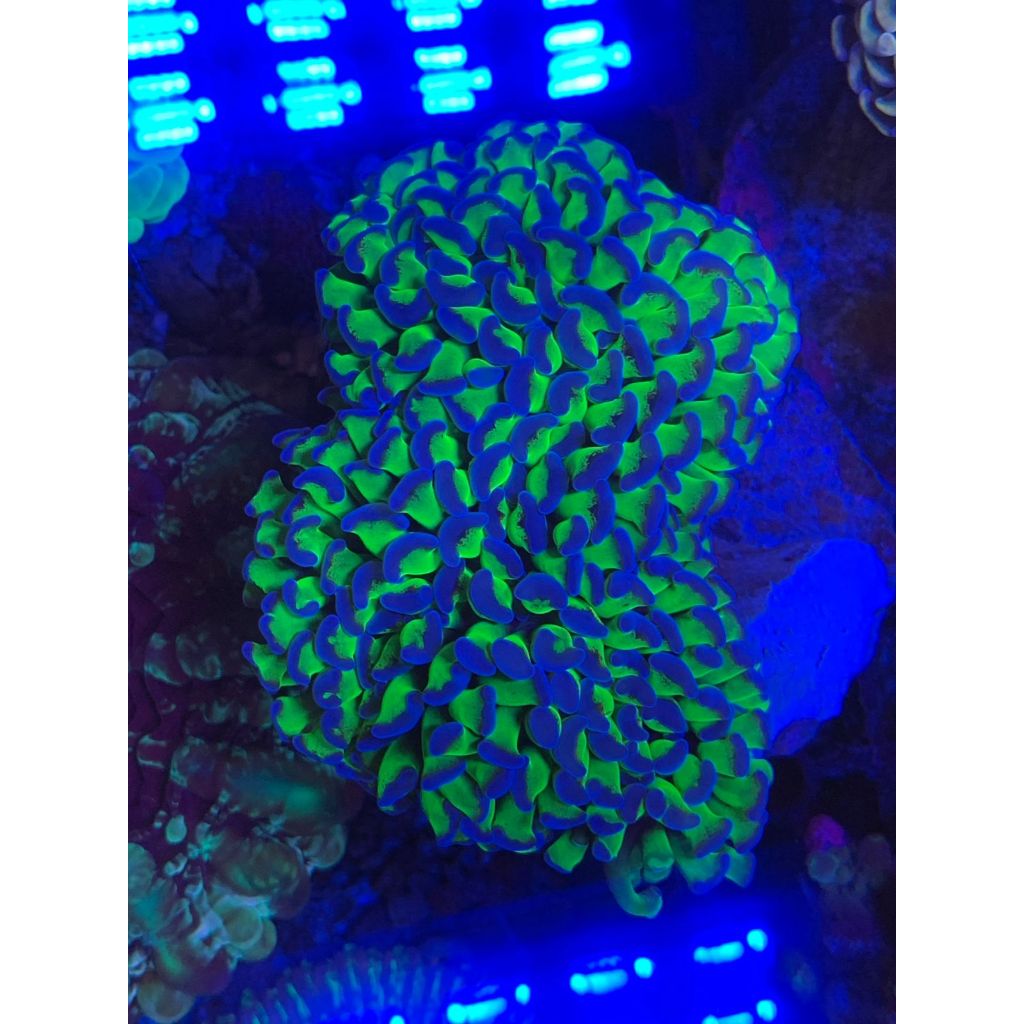 Koral / Coral Siwalan Hijau Tip Biru